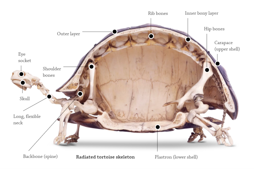 Turtle shells explained: image showing the structure of the turtle's shell and body.