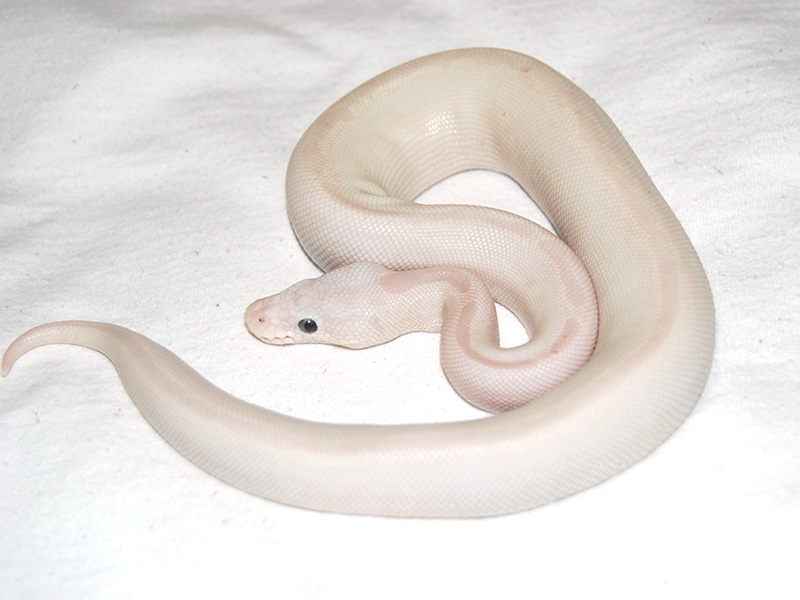 blue eyed lucy python morph