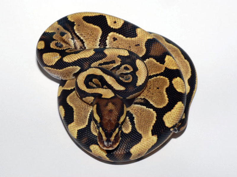 fireball python morph