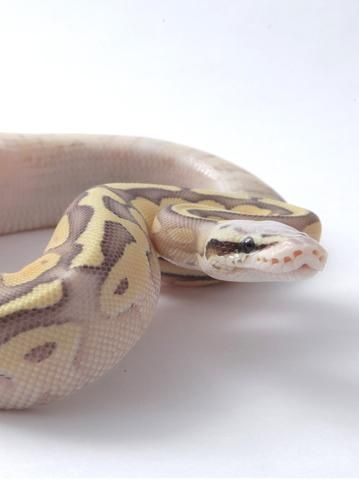 lesser python morph