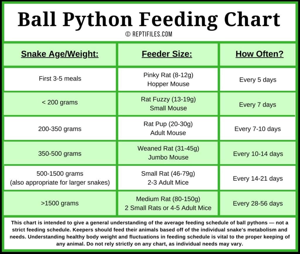 Ball Python Feeding Chart