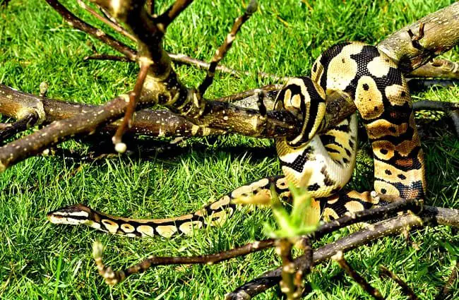 ball python natural habitat 