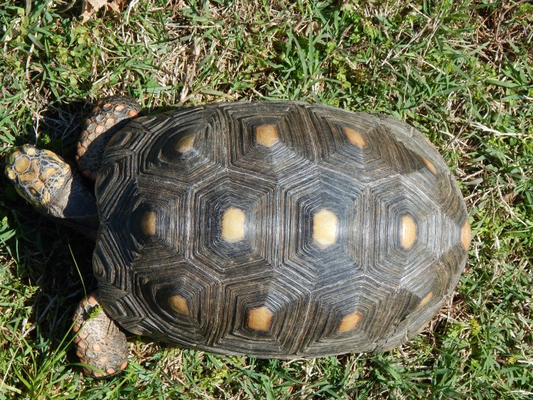 Hard shell turtle 