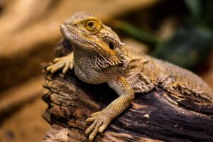 can a Bearded Dragon survive a fall?