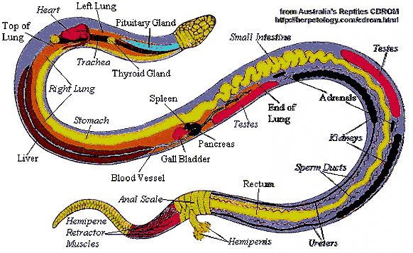 Anatomy of ball python