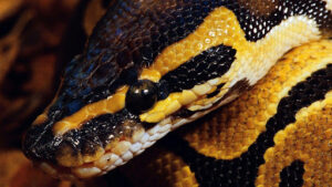 Ball Python A complete care guide
