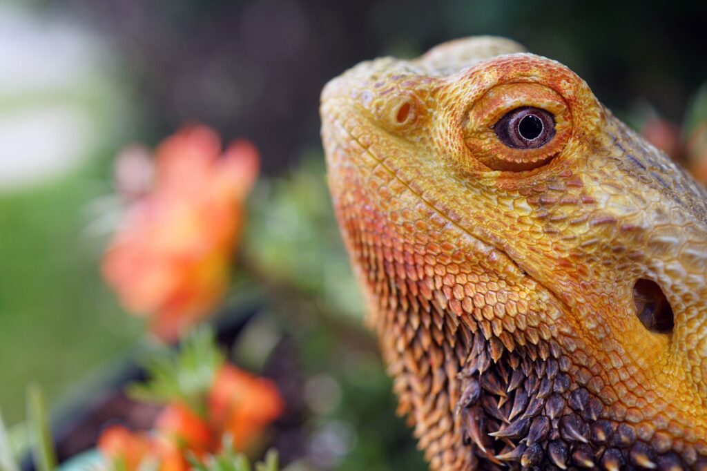 Bearded Dragon 