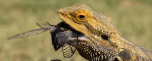 26 Frequently Asked Questions About Bearded Dragon Diet