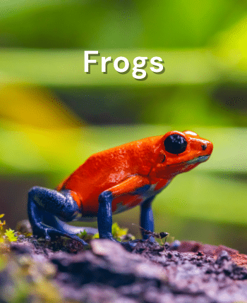 Frogs as a pet