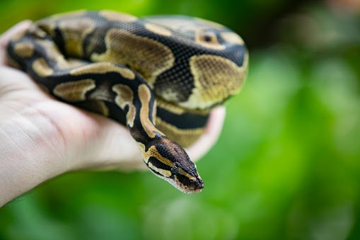 how to handle your ball python?