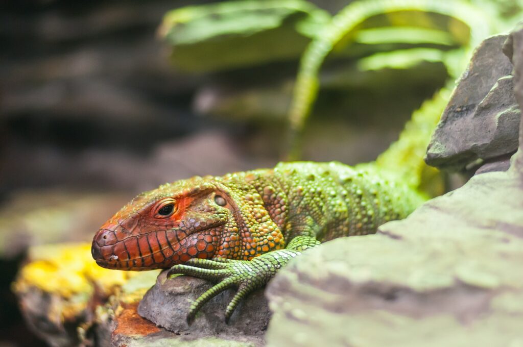 Leopard Gecko