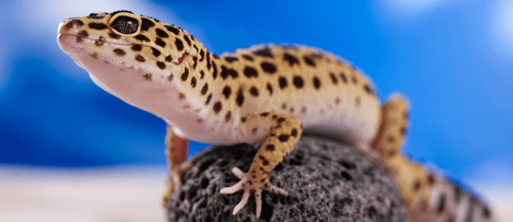 Leopard Gecko e1642352943952