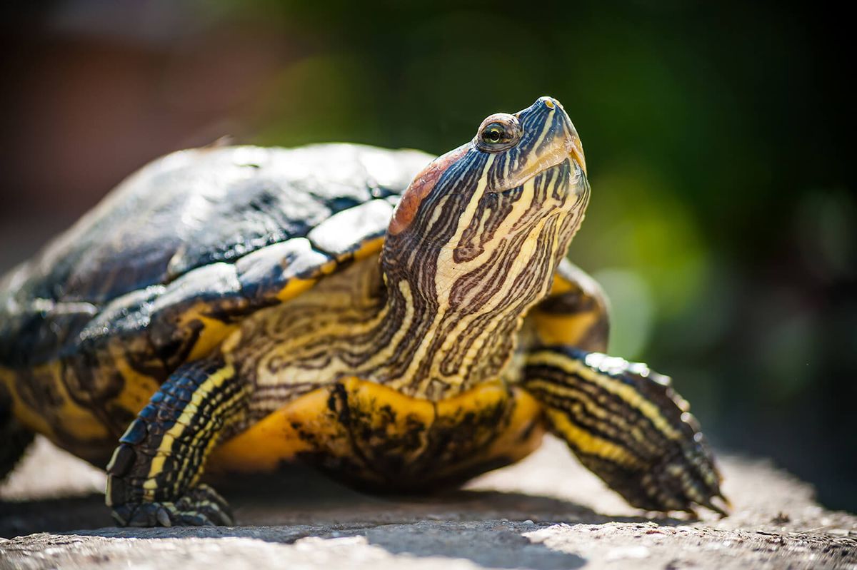 Are Red Eared Slider Turtles Smart?