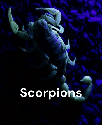 Best Pet Scorpion