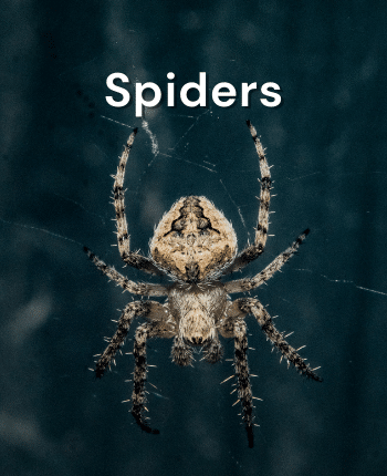 Spiders as pets