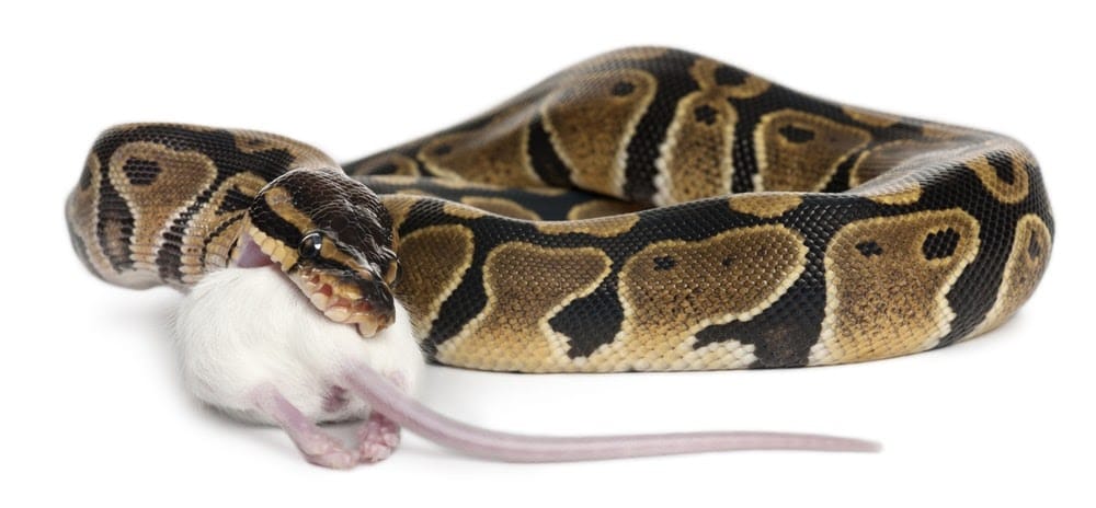 Diet of ball python