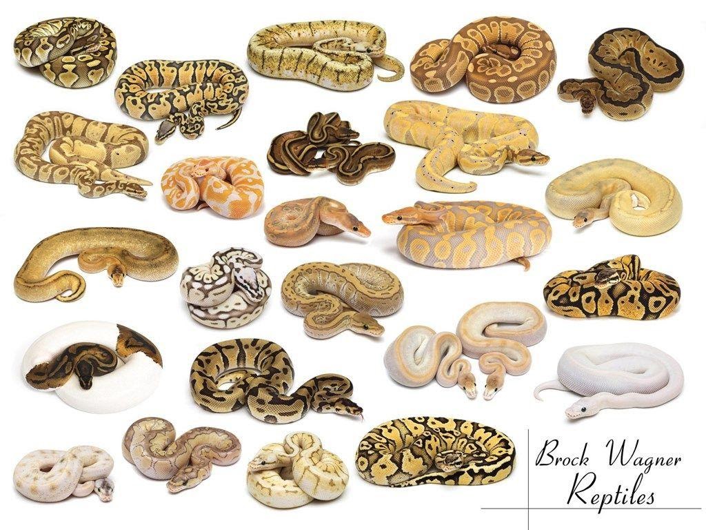 ball python morphs