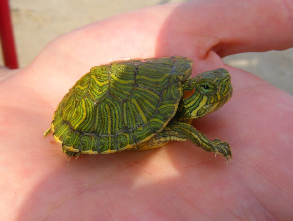 Baby Red-eared Slider Turtles
