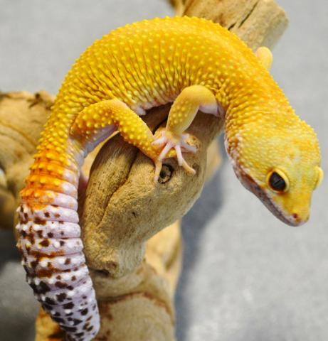 Baldly gecko
