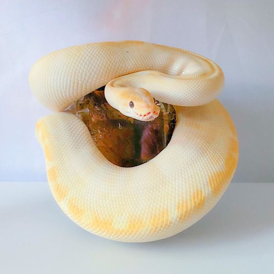 Ball python Morph