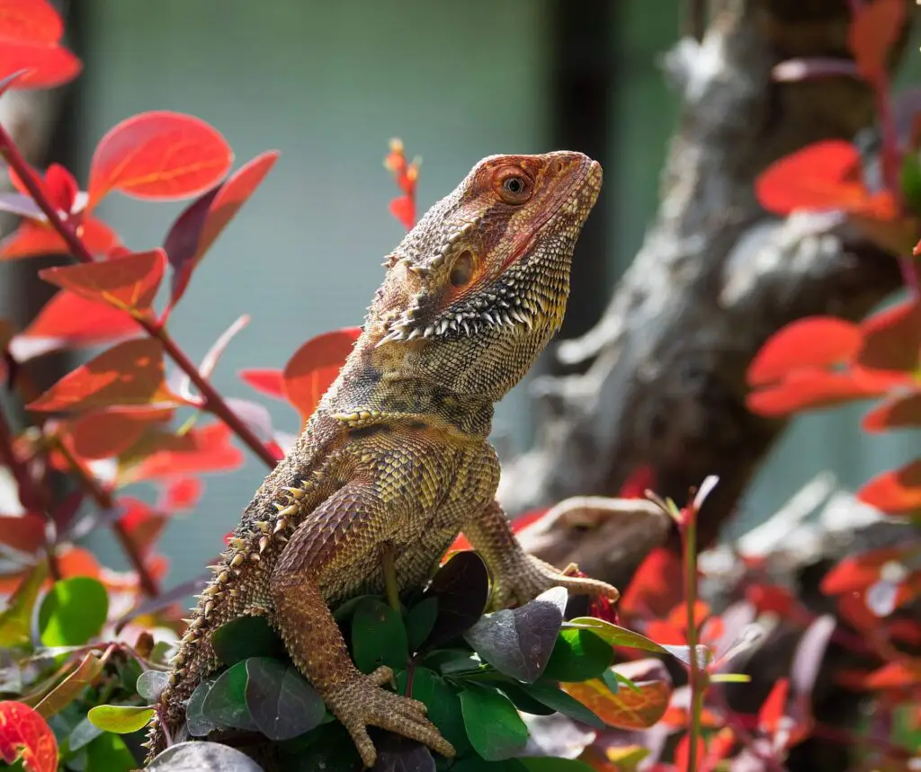 Bearded dragon Habitat 1 1