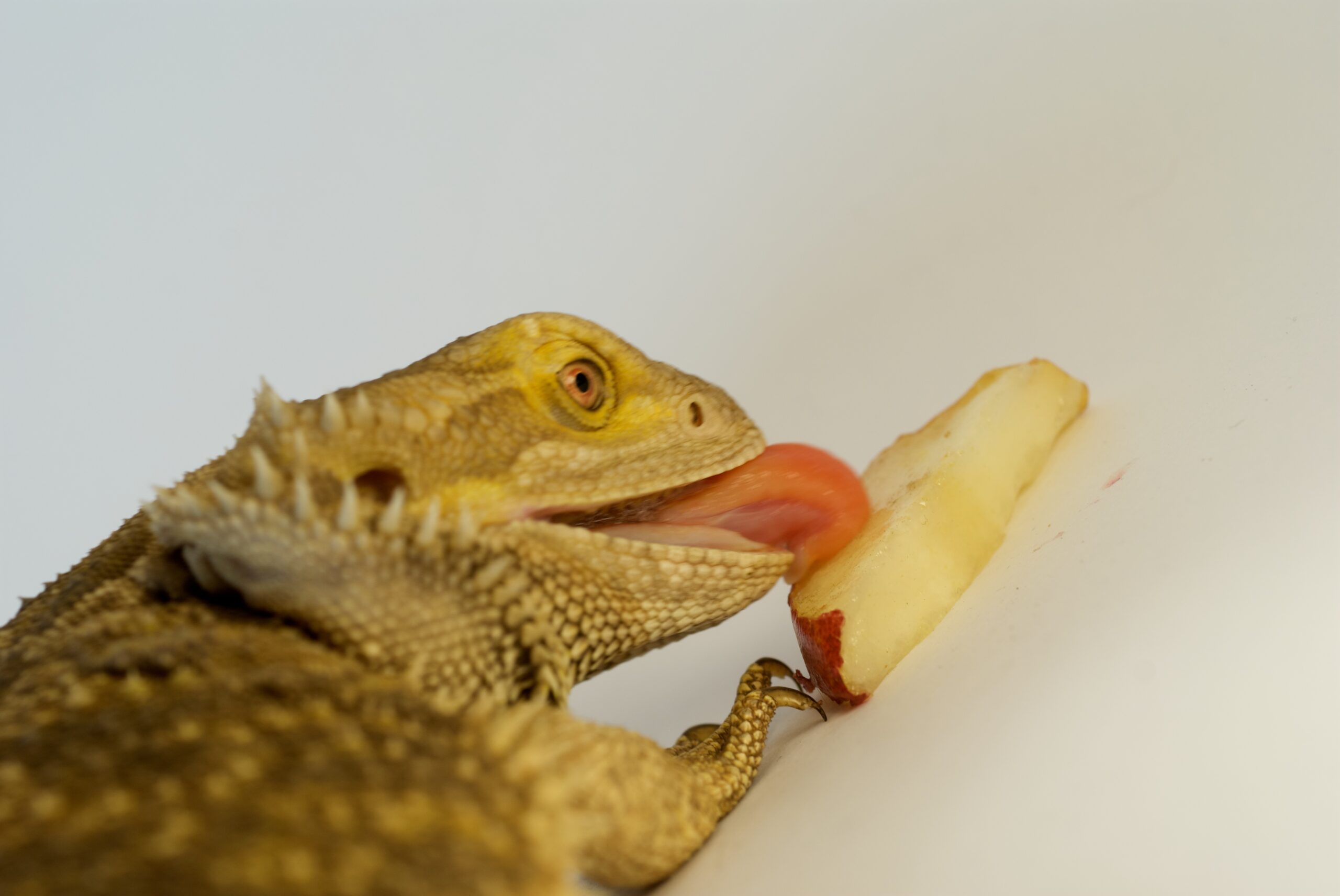 Benefits of Bearded dragon vegetarian diet scaled