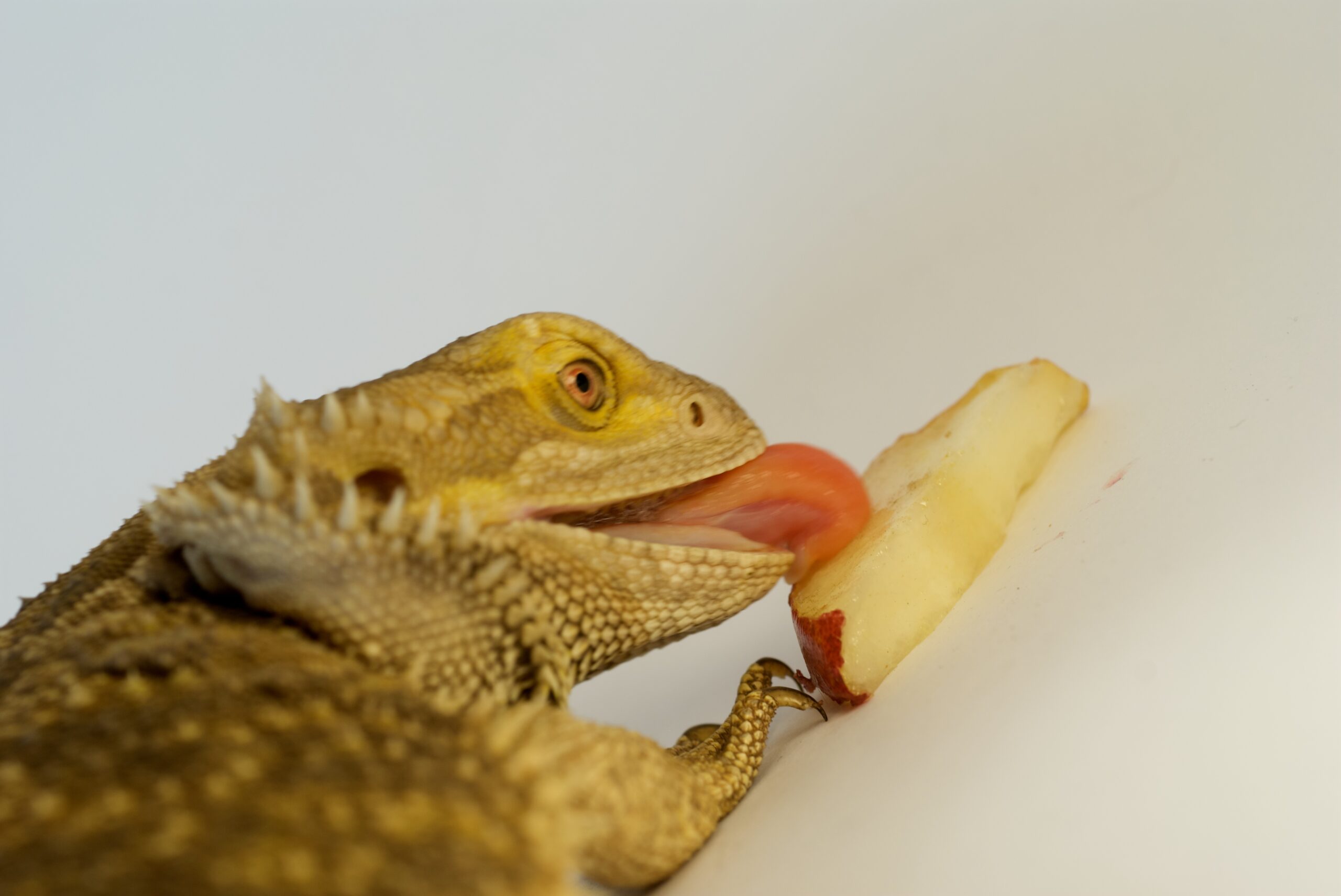 Benefits of Bearded dragon vegetarian diet