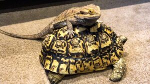 Can a turtle and bearded dragon live together