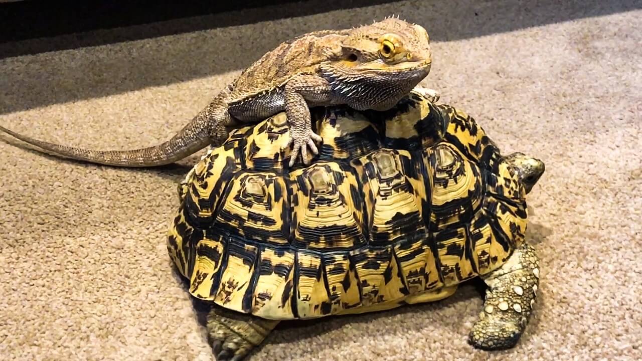 Can Turtles And Bearded Dragons Live Together 