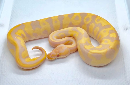 candino python morph