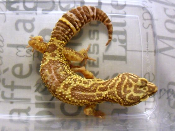 Chocolate leopard gecko