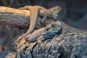 Does a bearded dragon lose its tail
