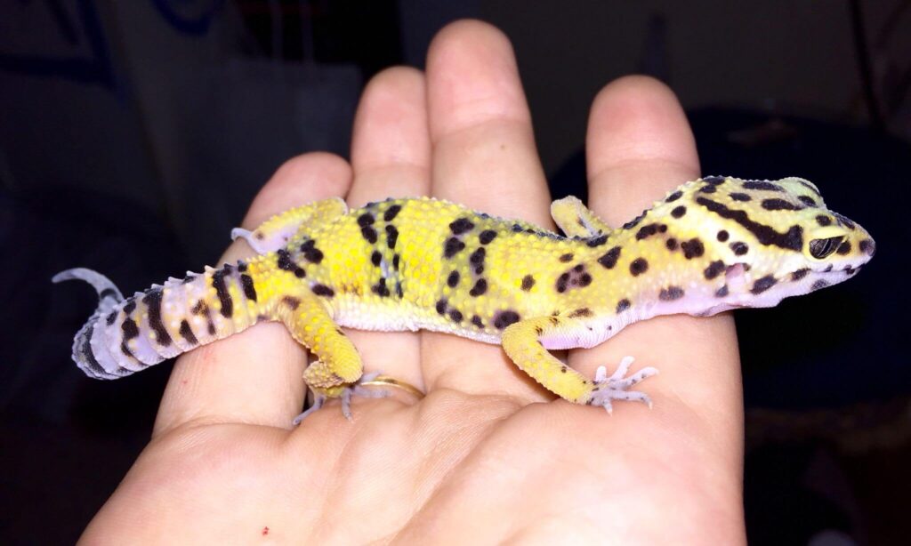 High yellow leopard gecko