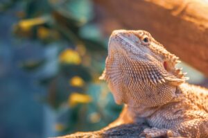 How to handle a bearded Dragon?