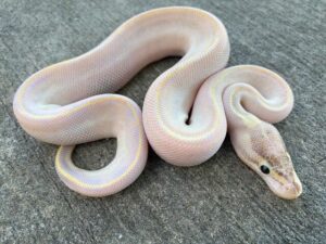 Top 50 Amazing Ball Python Morphs - Reptileszilla