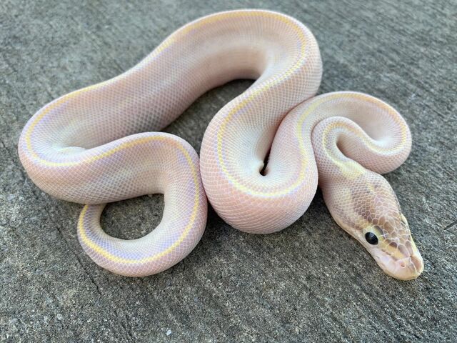 IVORY python morph