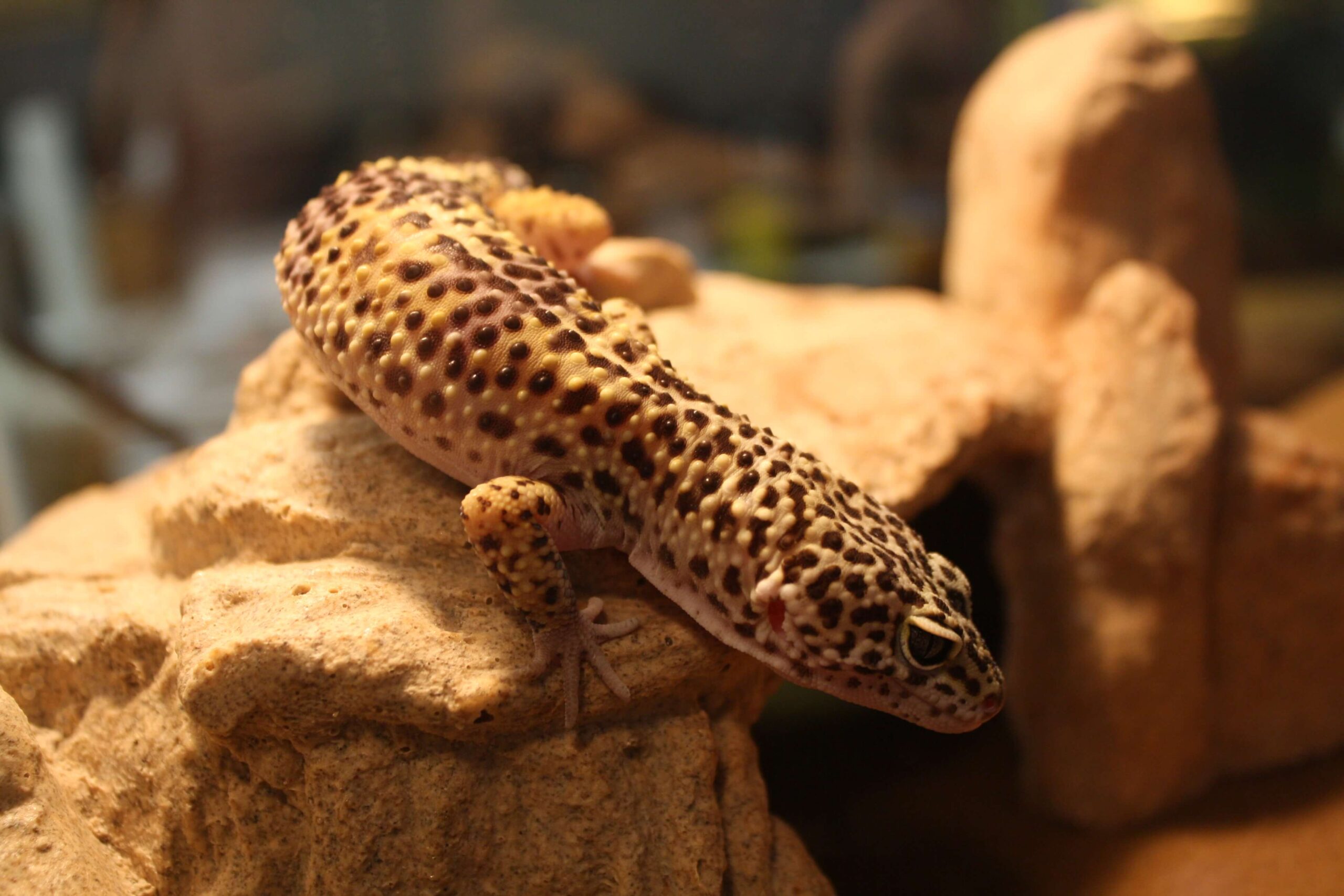 Leopard Gecko Morphs 1 scaled