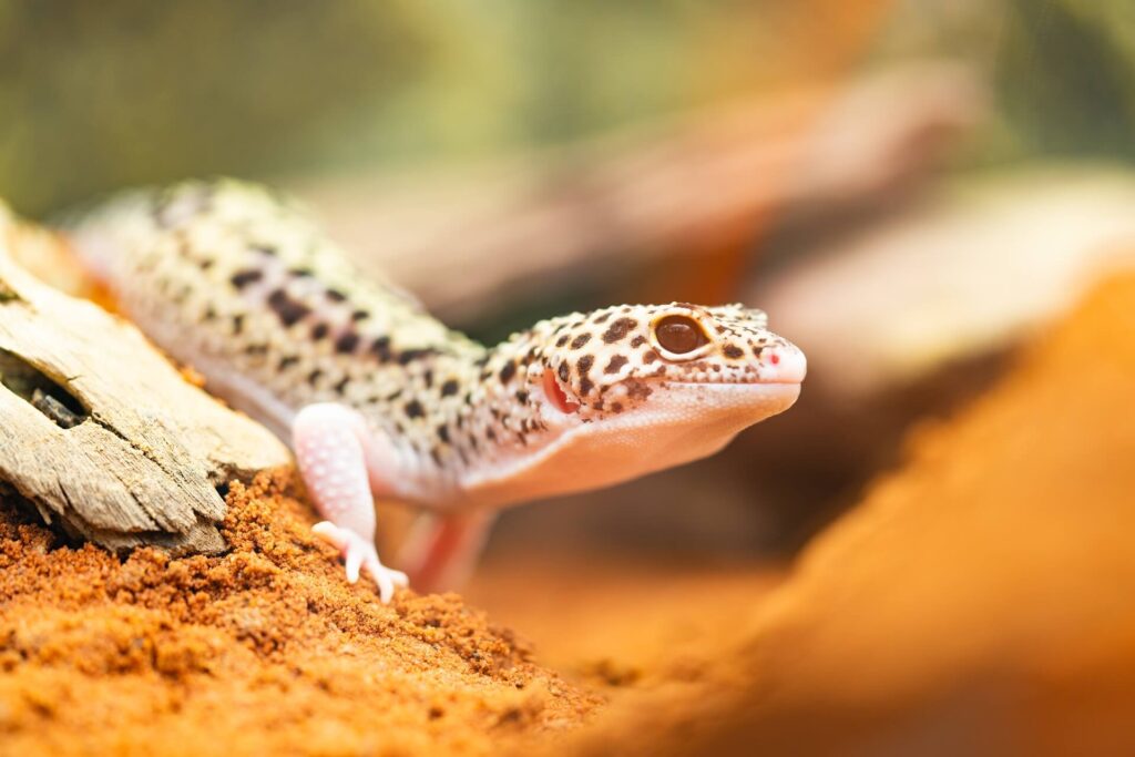 Leopard Geckos Docile and Adorable