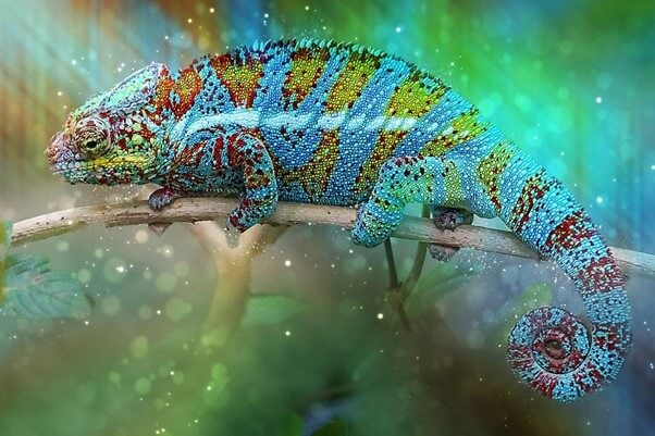 Panther Chameleon 1