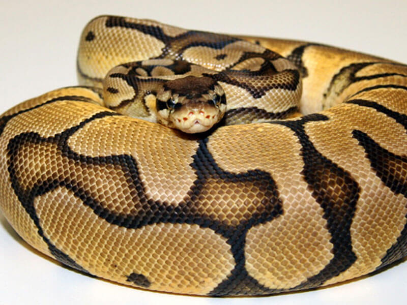 Pastel Ball Python