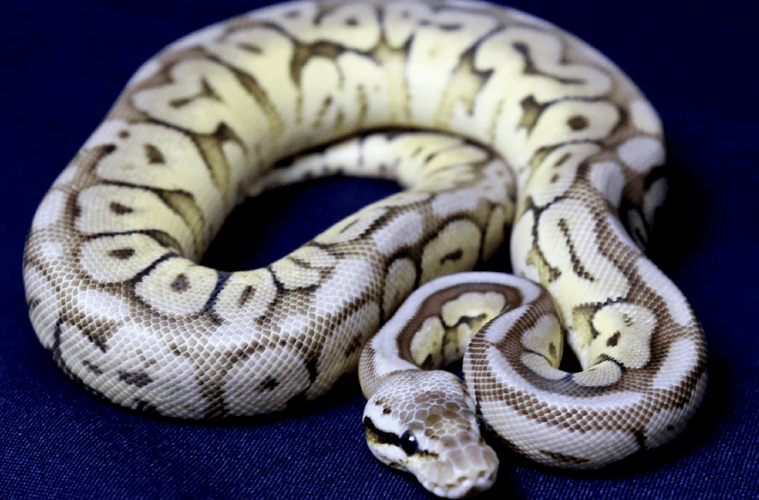 Pweter Python morph