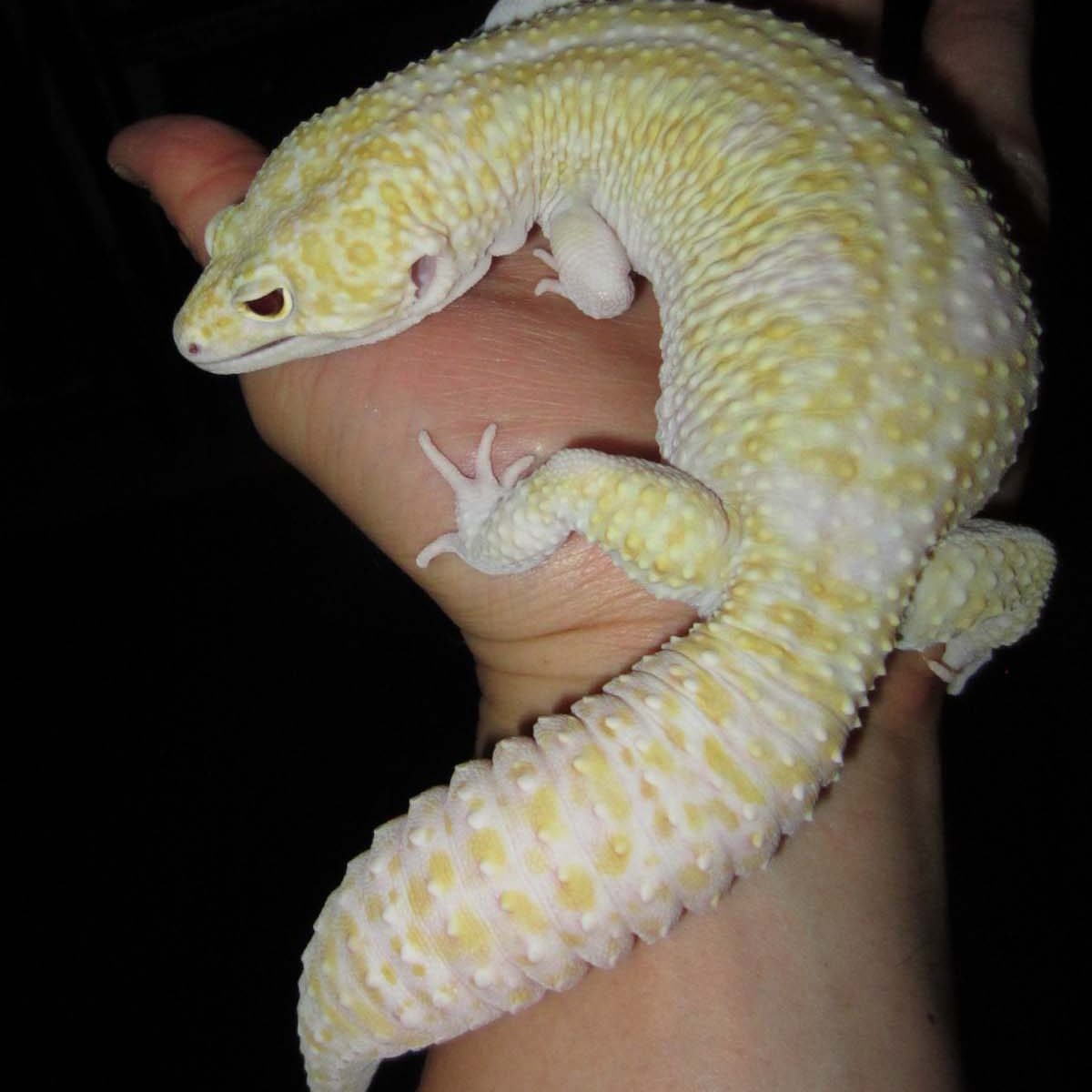 Super-Giant-Leopard-Gecko