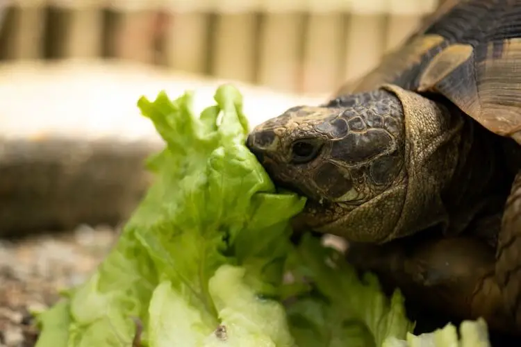 Turtles eating Food