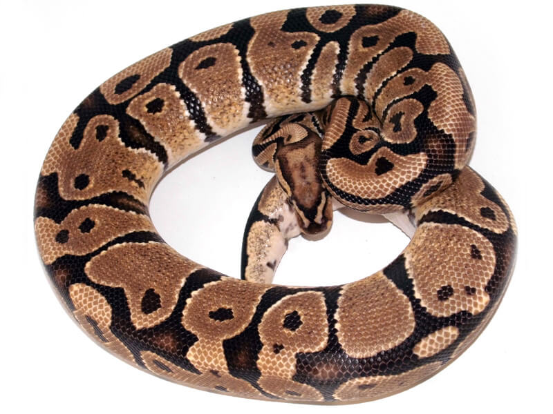 Vanilla python morph