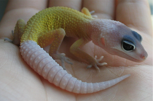 banana blizzard gecko