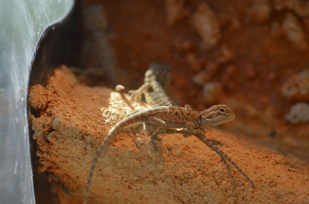 bearded dragon baby