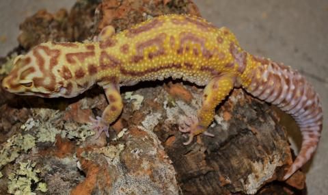 bell albino leopard gecko