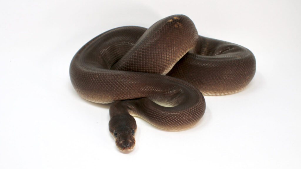 black pastel morph