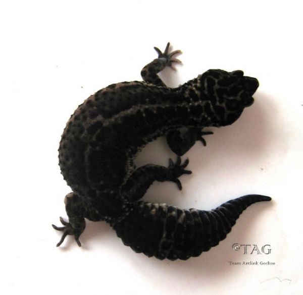 black velvet gecko