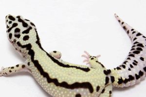 bold stripe leopard gecko